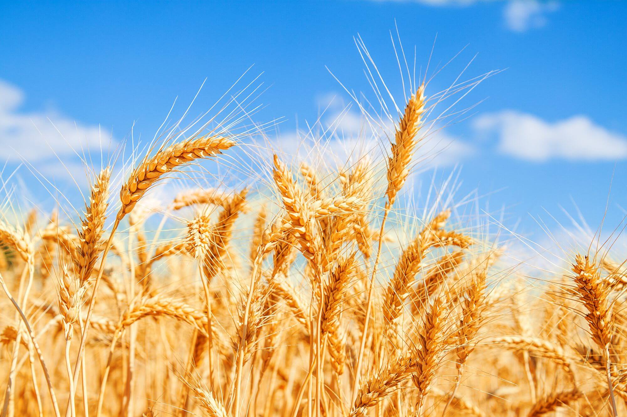 Imagen de un campo de trigo