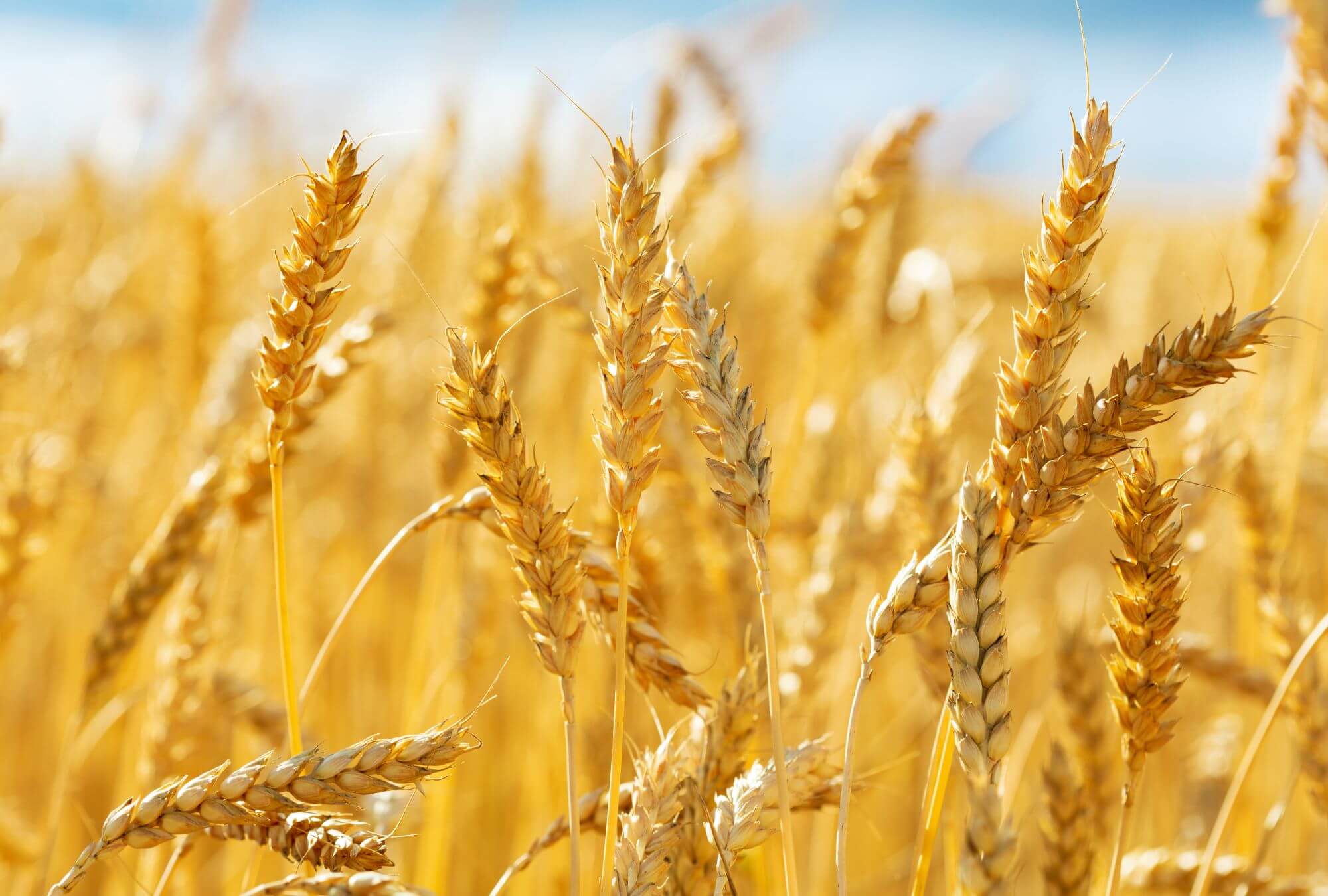 Imagen de un campo de trigo
